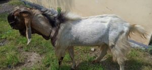 Diduga Mencuri Seekor Kambing, Pria ini Tak Berkutik Diringkus Timsus Polsek Kempo
