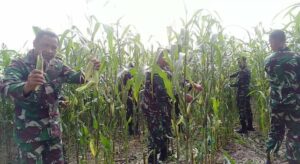 Manfaatkan Lahan, Kosong Kodim 1607/Sumbawa Panen Jagung