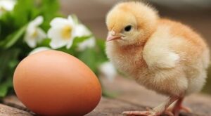 Pertanyaan Sepanjang Masa Akhirnya Terjawab, Mana yang Lebih Dulu : Ayam atau Telur?