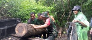 Tim Patgab Kodim 1607/Sumbawa, Polres Sumbawa dan KPH Temukan Kayu Sonokeling Hasil Illegal Logging