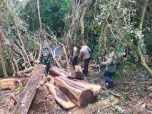 Personil Kodim 1607/Sumbawa Patroli Gabungan Temukan Kayu Sonokeling Hasil Illegal Logging di Batu Lanteh