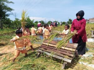 Hanya di TK Ceria, Anak-anak Belajar Panen Raya Padi dan Mengenal Alam