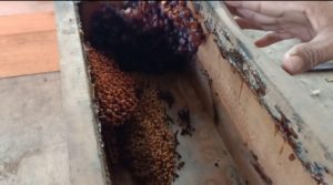 Berbeda Dengan Madu Lain, Madu Trigona di Taman Obat Keluarga Dusun Tibu Baru Miliki Segudang Khasiat