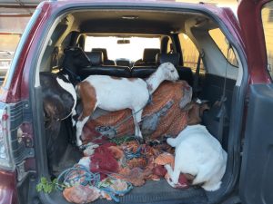 Curi Kambing Pakai Mobil Terios, Tiga Pelaku Asal Kilo Dompu Diringkus Polisi