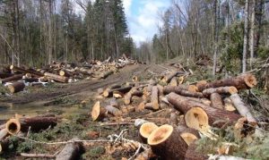 Oknum KPH Diduga Terlibat Ilegal Logging di Dompu, Amputasi NTB Laporkan ke LHK NTB
