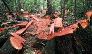 Pelaku Illegal logging di Bima Sering Lolos, Warga Minta PJ Gubernur NTB dan Kapolda Turun Tangan
