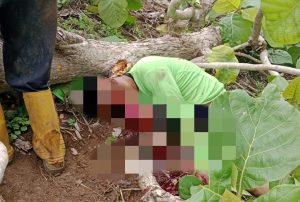 Nahas, Seorang Warga di Dompu Meninggal Dunia Tertimpa Pohon Jati di Ladang Jagung