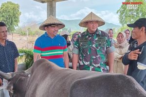 Korem 162/WB, Buat Terobosan Mengatasi Ternak Di Dompu Agar Tidak Liar