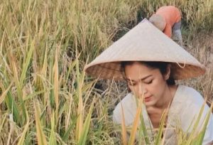 5 Daerah Penghasil Padi Terbesar di NTB : Ternyata yang Teratas Bukan Sumbawa