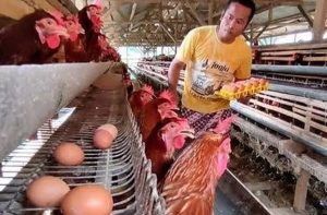 Kelompok Ternak Ayam Petelur Keluhkan Monopoli Dagang Dari Luar Lombok, Dinas Terkait Belum Ada Solusi