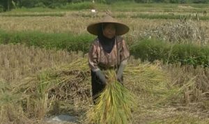 Petani di Sumbawa Bakal Gagal Panen, Ini Keluhan dan Kendala di Lapangan