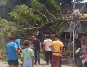 Pohon Tumbang Timpa Sejumlah Warung Warga di Bertais Akibat Angin Kencang