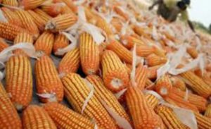 Usulan Pemkab Bima Naikan Harga Jagung Jadi Rp 5 Ribu per Kg Disetujui Bapanas