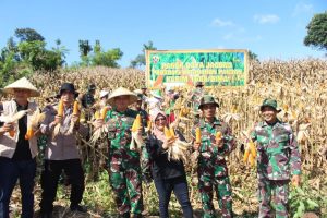 Ketahanan Pangan Yang Lebih Baik, Kodim 1608/Bima Bersama Petani Gelar Panen Raya Jagung