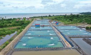 Bau Menyengat Dari Aktivitas Tambak di Lombok Utara, Warga : Perusahaan Jangan Diam
