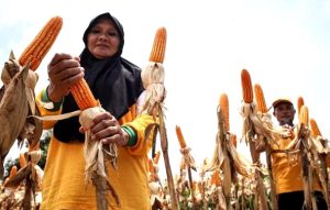 Usai Dikunjungi Jokowi, Petani di Empang Sumbawa Mengeluh Harga Jagung Anjlok Bikin Rugi