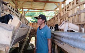 Kisah Kades di Lombok Utara Bangun Bisnis Jualan Kambing, Omset Puluhan Juta