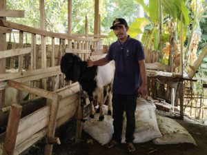 Berkah Idul Adha Bagi Usaha Ternak Kambing Kades Segara Katon Lombok Utara