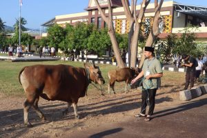 Kapolres Lombok Utara Lakukan Qurban di Hari Raya Idul Adha