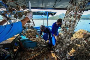 Ekspansi llegal PT Autore Pearl Culture!! Langgar Tata Ruang, Pariwisata Jadi Korban