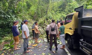 Hati-hati, Wanita Pengendara Motor di Lombok Utara Ditimpa Pohon Tumbang, Mengalami Patah Tulang Serius