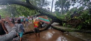 Akibat Angin Kencang Sebuah Warung di Lombok Utara Tertimpa Pohon, Polsek Pemenang Dengan Sigap Evakuasi