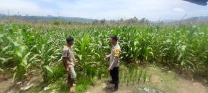 Terima Keluhan Petani Jagung, Bhabinkamtibmas Desa Goa Siap Konsultasikan dengan PPL Pertanian