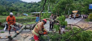 Akibat Cuaca Buruk Pohon Tumbang Kembali Terjadi di Wilayah Pemenang Lombok Utara