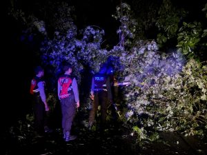 Sat Samapta Polres Sumbawa Barat Evakuasi Pohon Tumbang di Desa Lamunga
