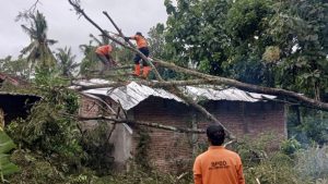 Dampak Hujan dan Angin Kencang, Ini Jumlah Rumah Warga Rusak dan Pohon Tumbang di Sumbawa Barat