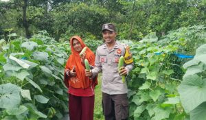 Terobosan Seorang Bhabinkamtibmas Talonang Baru Untuk Kelompok Tani Wanita (KWT) Jadi Pelopor Bertani Sayur dan Tanaman Bergizi