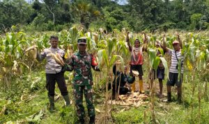 Bhabinkamtibmas Desa Kalimantong Dampingi Panen Jagung anggota Poktan Pabunga