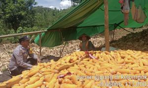 Bhabinkamtibmas Desa Rarak Ronges Dampingi Warga Saat Panen Jagung