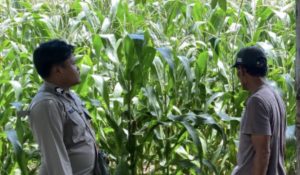 Bhabinkamtibmas Tua Nanga Monitoring Ketahanan Pangan di Desa Binaannya