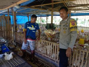Dukung Ketahanan Pangan, Bhabinkamtibmas Desa Sermong Monitoring Ayam Potong Milik Warga Binaan