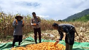 Bhabinkamtibmas Desa Mujahidin Dampingi Warga Saat Panen Jagung