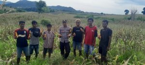 Meski Puasa Ramadhan, Bhabinkamtibmas Desa Talonang Tekun Dampingi Warga Binaannya Panen Jagung