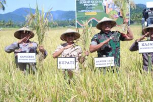Petani Gelar Panen Raya di Rempe, Bupati dan Pimpinan DPRD KSB Absen, Warga Kecewa