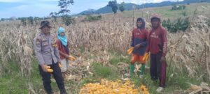 Keren! Bhabinkamtibmas Desa Talonang Baru KSB Dampingi Warga Panen Jagung, Hasilnya Puluhan Ton