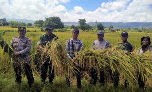 Panen Raya di Empang Sumbawa Baru Capai 35 Persen, Petani Harap Dukungan Alat dan Infrastruktur