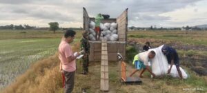 Babinsa Kawal Penyerapan 10 Ton Gabah di Lanci Jaya, Petani Terbantu, Harga Terjaga
