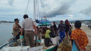 Terungkap! Modus Baru, Puluhan Kuda Betina Nyaris Diselundupkan Lewat Pelabuhan Sape