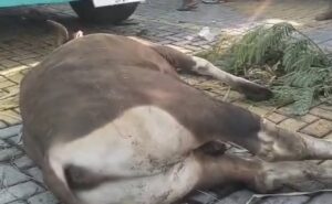 Ratusan Peternak Sapi Terlantar Berhari-hari di Gili Mas, 4 Ekor Sapi Drop dan Dijual Murah, Pemprov NTB Bungkam