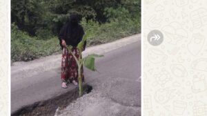 Protes Jalan Rusak di Sumbawa Barat, Aktivis Tanam Pohon Pisang di Tengah Jalan Provinsi: Lebih Penting Dari Jalan Tol