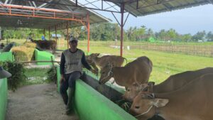 Pemdes Jenggala Bangun Kandang Kolektif 2.300 Meter², Atasi Masalah Lingkungan dan Kesehatan Warga
