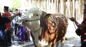 Pahami! Bolehkah Panitia dan Pemilik Hewan Memakan Daging Kurban? Ini Penjelasannya