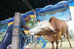 Momentum Idul Adha, PLN UIW NTB Salurkan Daging Kurban: Energi Keikhlasan Untuk Kuatkan Persaudaraan