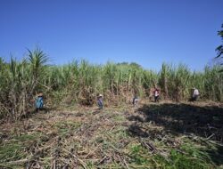 Dompu Ditetapkan Jadi Kawasan Tebu Nasional, Ini Harapan Besar Para Petani Demi Kesejahteraan