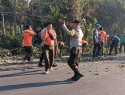 Polsek Tanjung Bersama Damkar dan BPBD Sigap Evakuasi Pohon Tumbang di Jalur Raya Dusun Tembobor Selatan