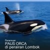 Fenomena Langka! 3 Paus Orca Muncul di Perairan Lombok